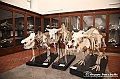 VBS_0960 - Riapre il Museo di Scienze Naturali dopo dieci anni di chiusura